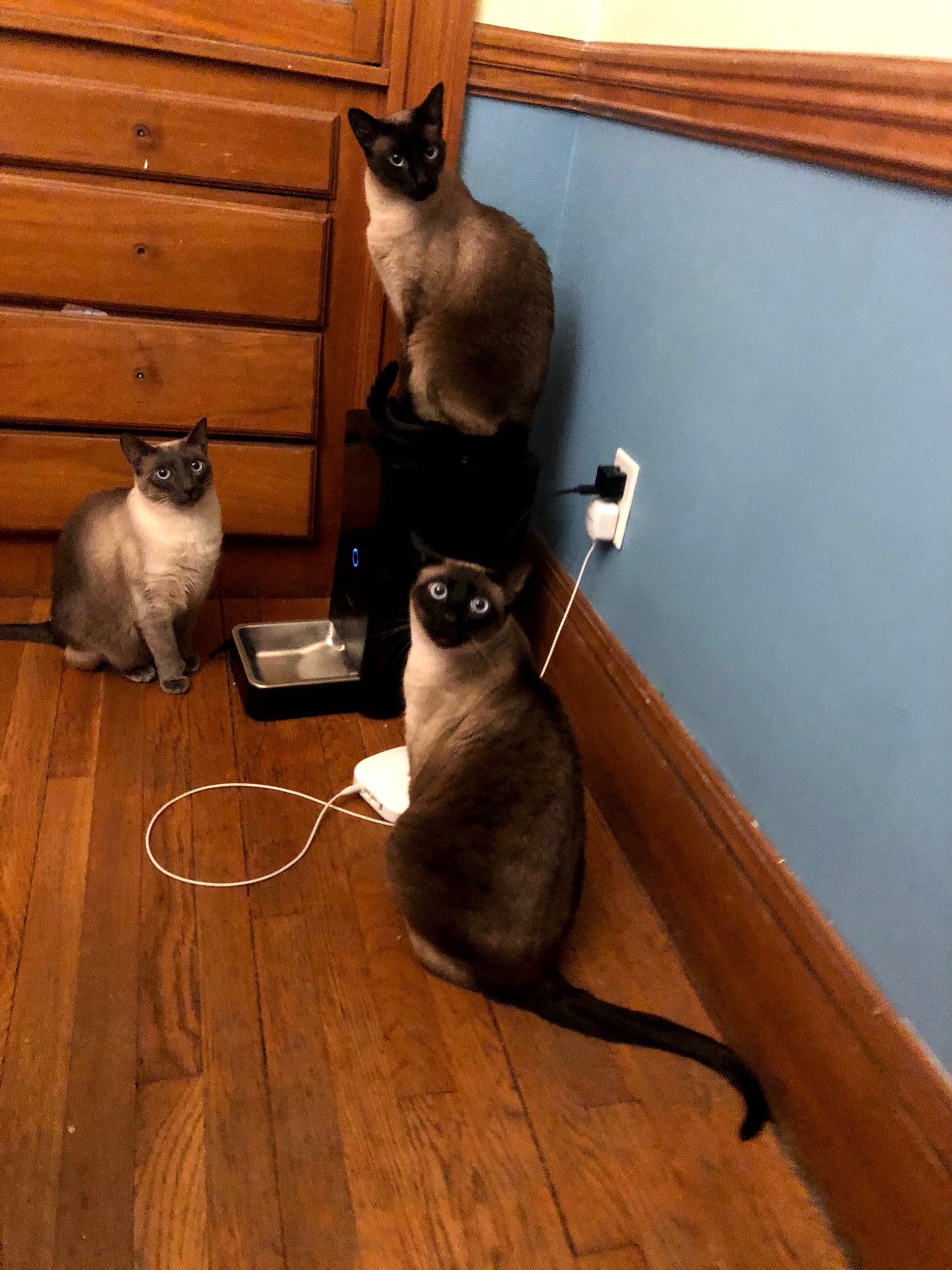 Our Cats