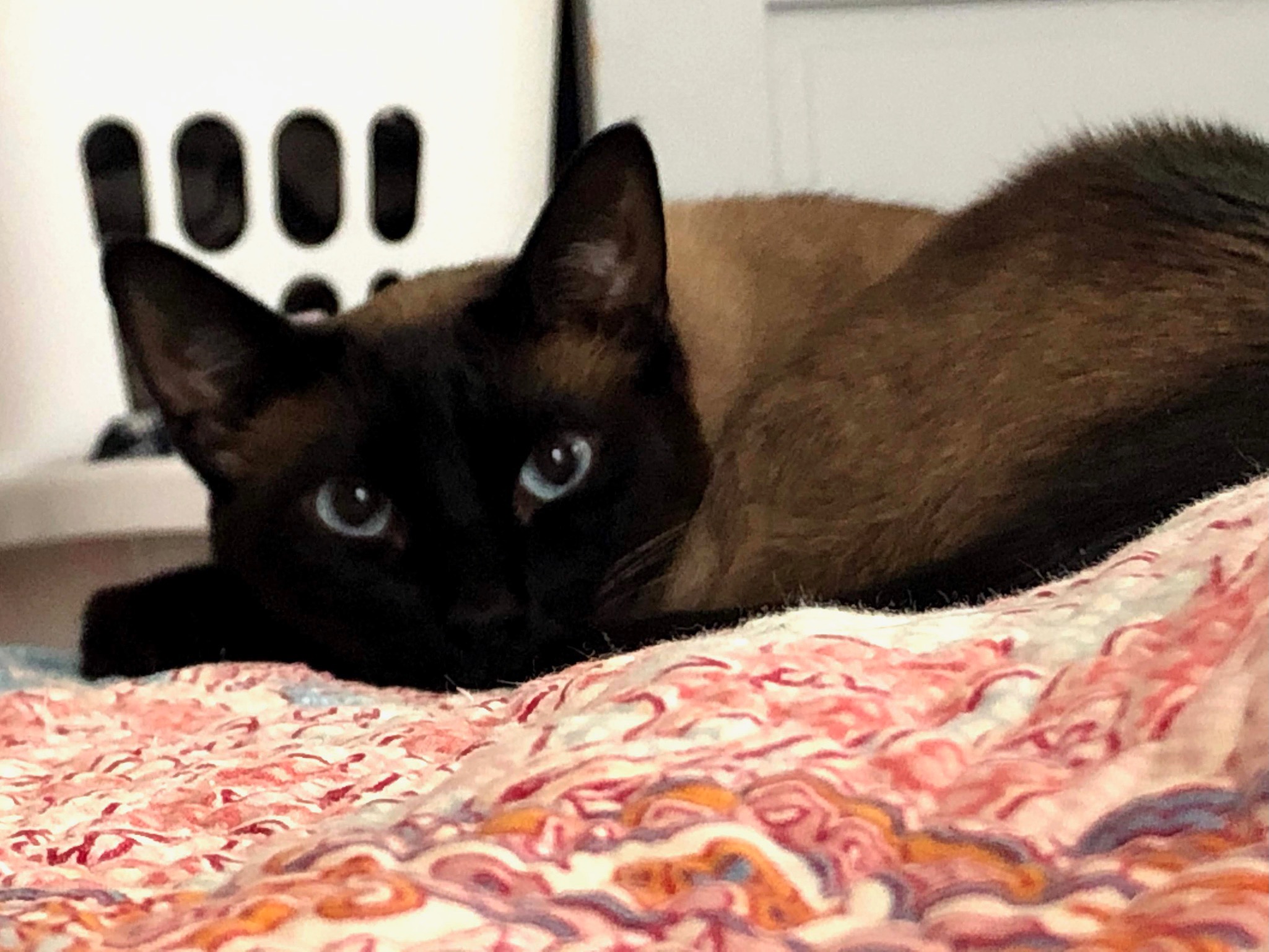 Our Cat